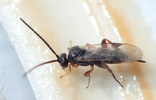 Réf. 225 818 : Microgastrinae inconnu